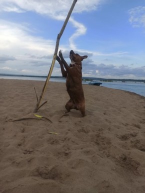 ������� ��� ����������� ����