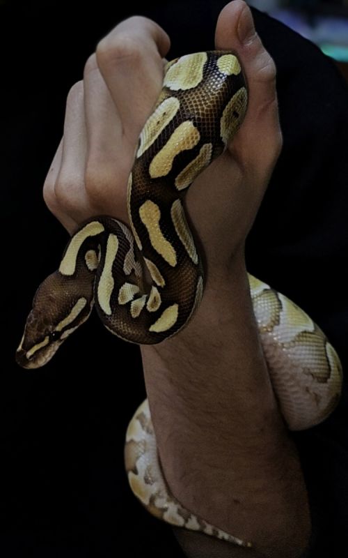 Как змеи воспринимают окружающий мир?