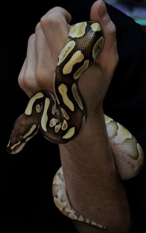 ��� ���� ������������ ���������� ���?