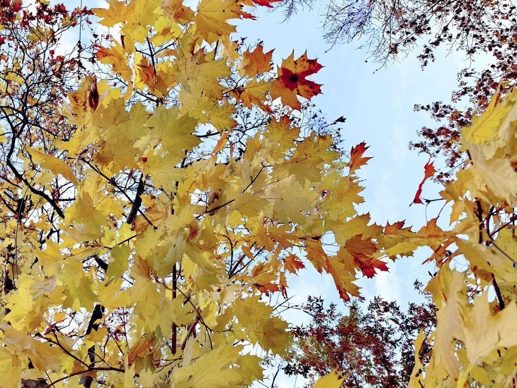 ������ ��������� ���� �������� � ������ ��������