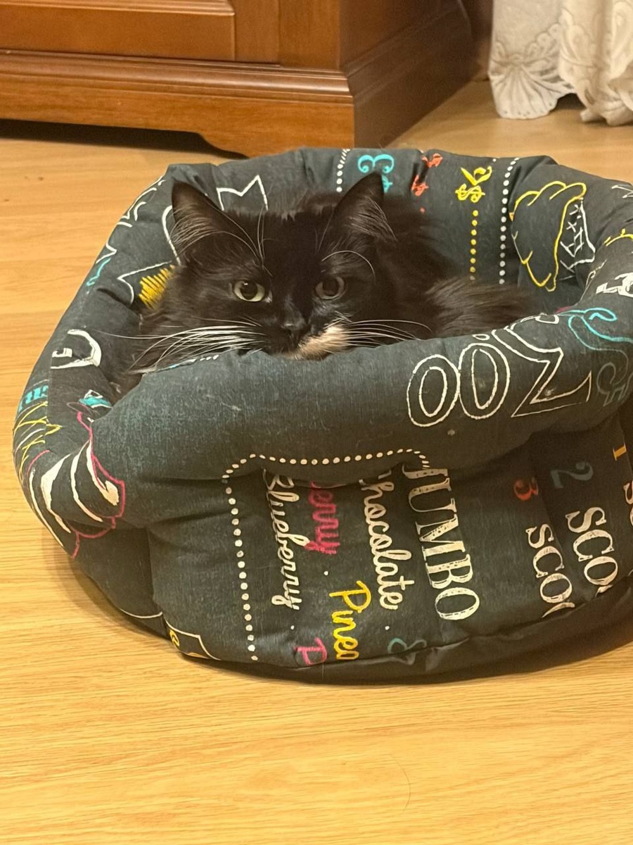 Как кошки учат нас искусству спокойствия