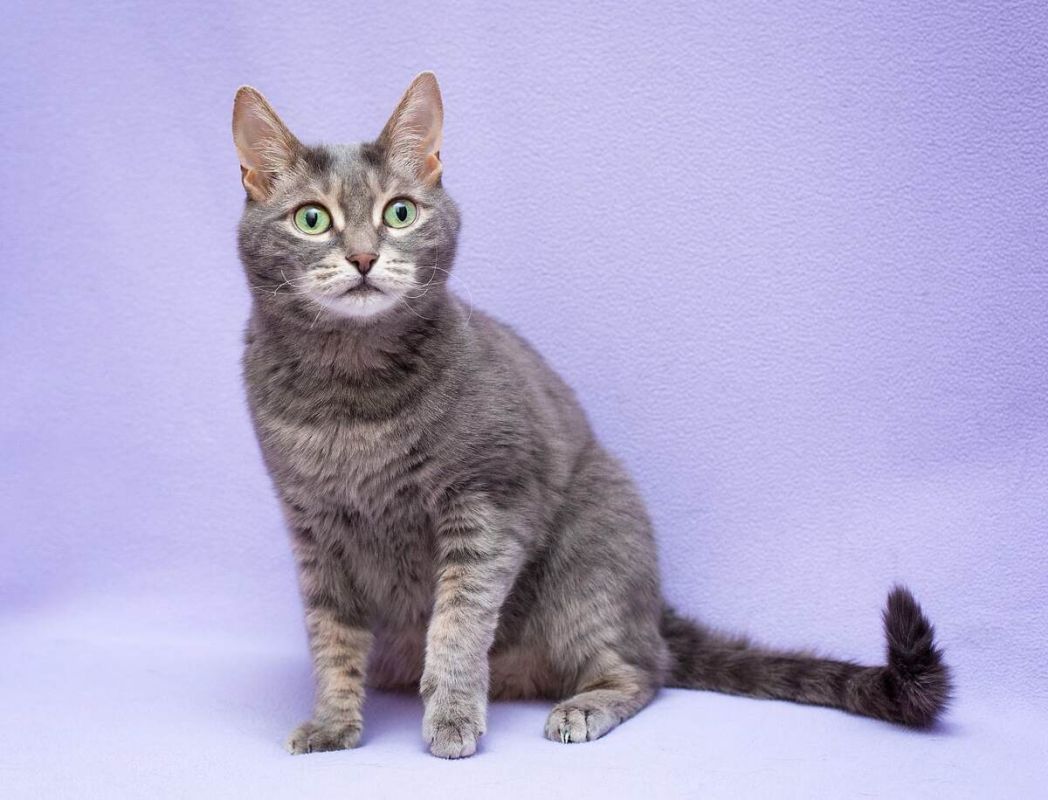 Кошки и весна: как 1 марта стал их днем в России