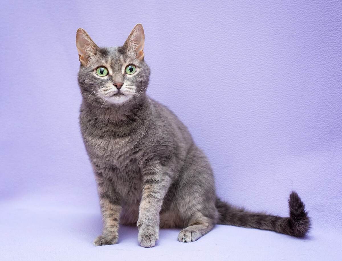 Кошки и весна: как 1 марта стал их днем в России