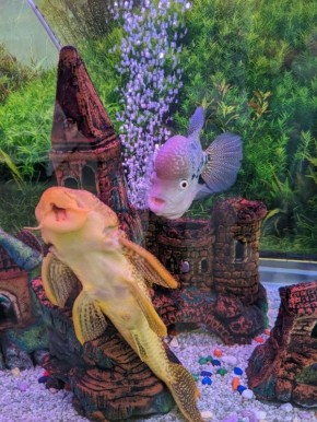 ������ ��������� ������ �������� ��������� ���� �������