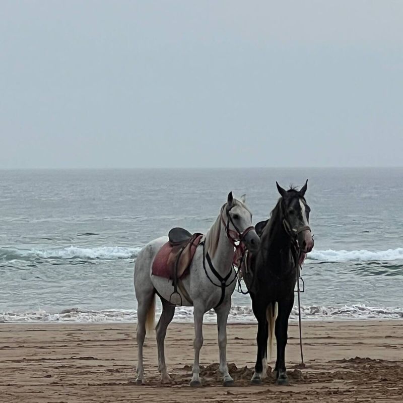 ��� ���������� � ������������ ����������� ���������: ���� � ����������