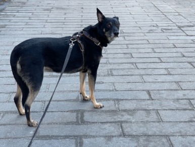 � ������� �� �����