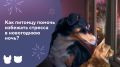 Как сделать новогоднюю ночь комфортной для питомца