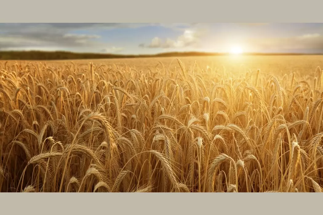 Путешествие от Зерна к Хлебу: Символы Зрелости и Преображения