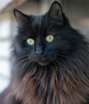 Мужская солидарность: 15 вдохновляющих историй о настоящей дружбе