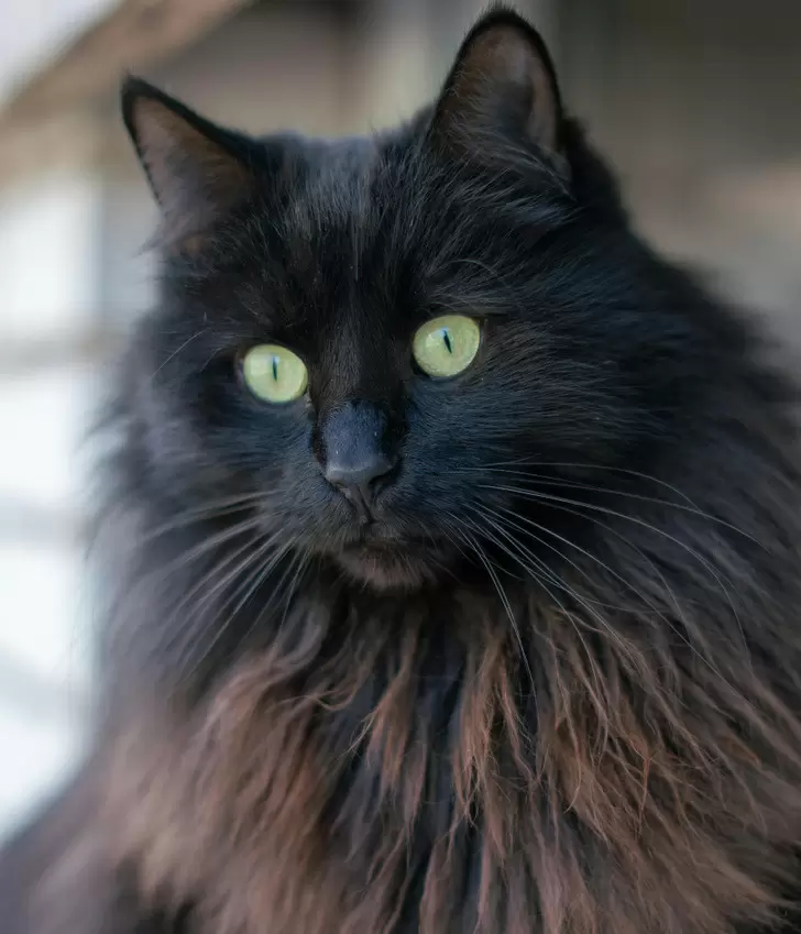 Мужская солидарность: 15 вдохновляющих историй о настоящей дружбе