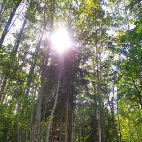 ��� ��������� �������� ������� � ������������ �����