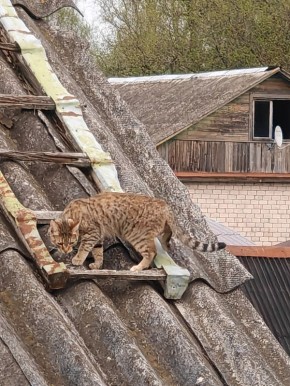 ��� �������� �������� � �������: ���� ���� � �����