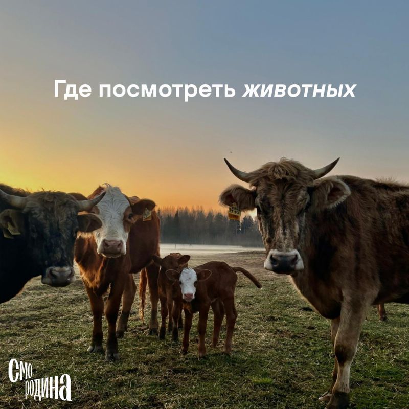 Интересные места, где можно пообщаться с животными